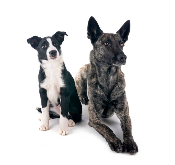 istock Dutch Shepherd and puppy border collie 2199929018