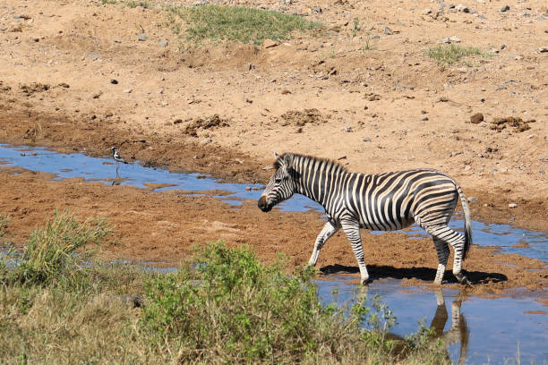 istock Steppenzebra / Burchell's zebra / Equus quagga burchellii 2199929489