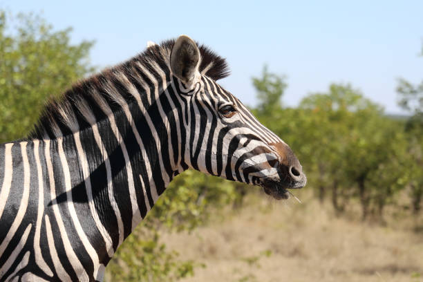 istock Steppenzebra / Burchell's zebra / Equus quagga burchellii 2199930133