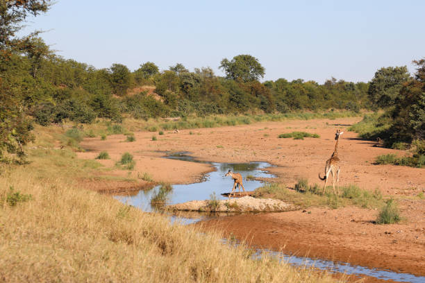 Giraffe drinking water at a Etosha National Park waterhole in Namibia's wild savanna.