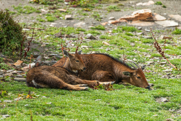 Two young goats are peacefully resting on a tranquil dirt path, with green grass framing the edges. This charming scene evokes a sense of serenity and connection to animal life in Denmark.