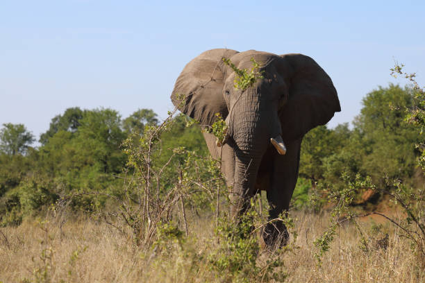 istock Afrikanischer Elefant / African elephant / Loxodonta africana 2199930617