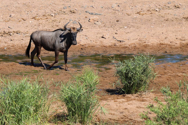 istock Streifengnu / Blue wildebeest / Connochaetes taurinus 2199930783