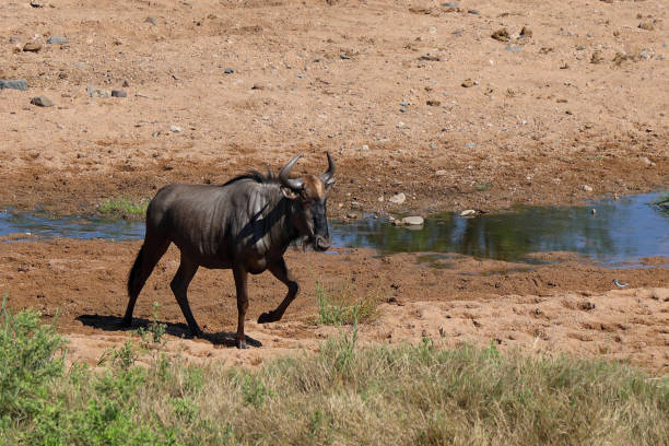 istock Streifengnu / Blue wildebeest / Connochaetes taurinus 2199930937