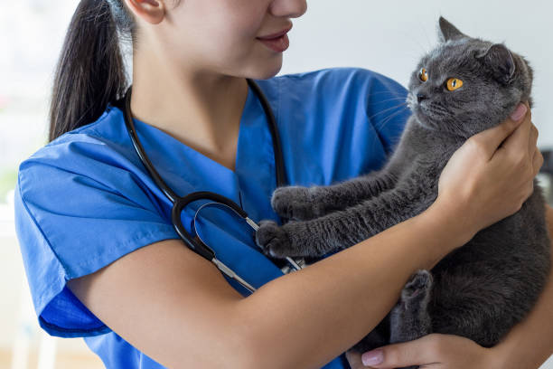 istock Vet holding cat and showing affection 2199931263