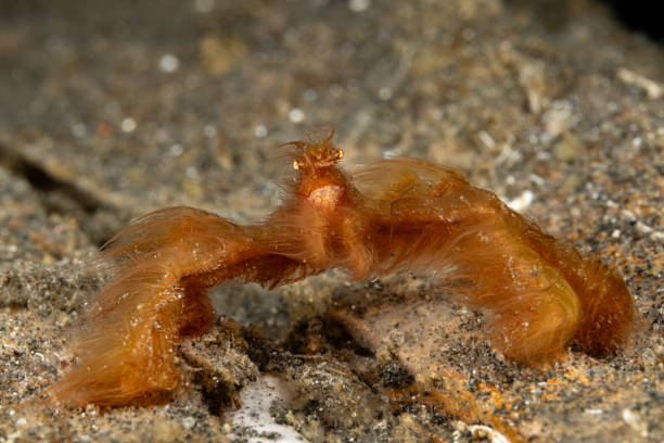 istock Orangutan Crab Achaeus japonicus, Lembeh Strait, Indonesia 2199931345