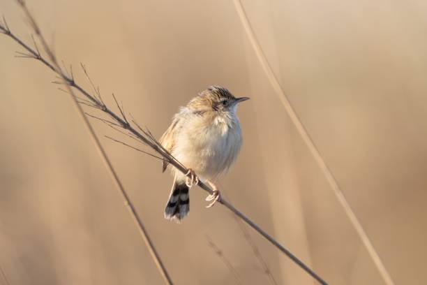 istock Streaked Fantail Warbler (Cisticola juncidis) perched on a thin branch 2199931399