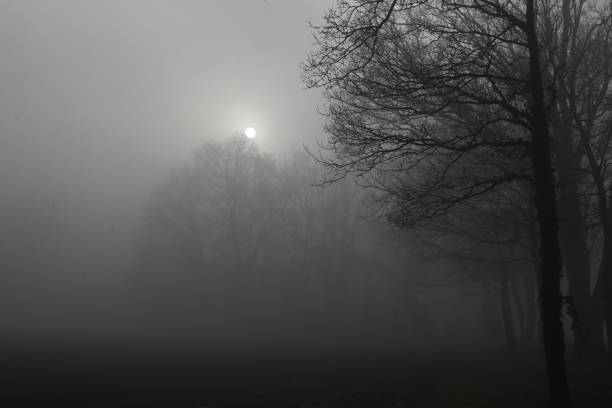 A foggy day in February in a park in northern Germany in a town called Delmenhorst. The park is called Graft.