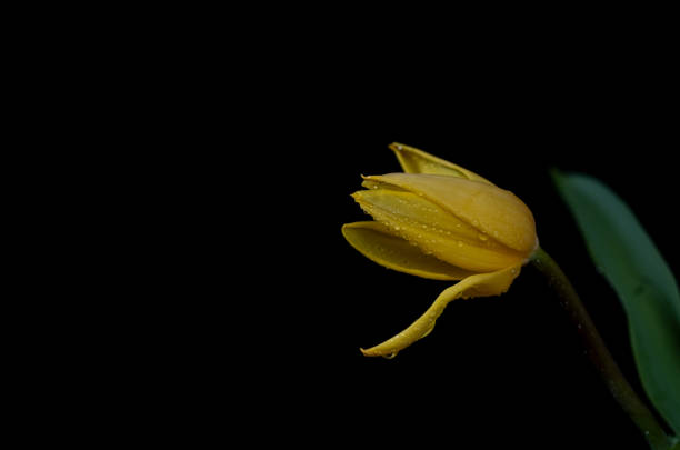 peach delicate tulip on a soft blue background.