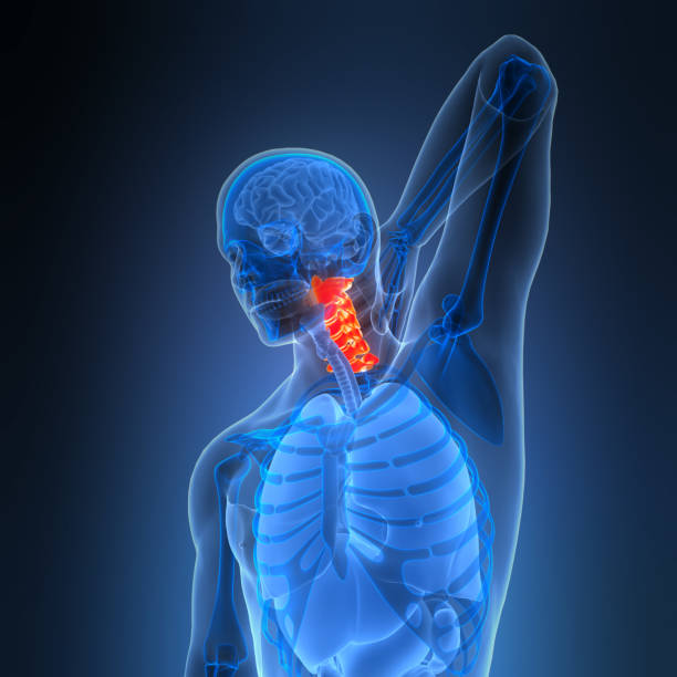 istock Spinal Cord Vertebral Column Cervical Vertebrae of Human Skeleton System Anatomy 2199933252