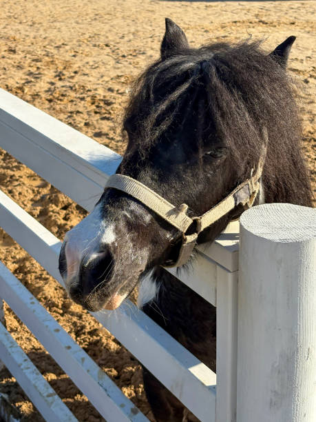A horse sticks its head over the white wooden fence on the farm