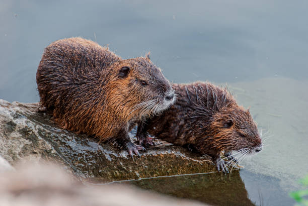 istock Nutria, swamp beaver - Myocastor coypus 2199935038