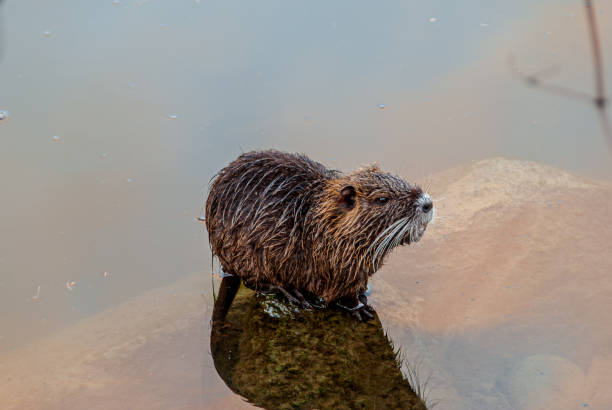 istock Nutria, swamp beaver - Myocastor coypus 2199935045