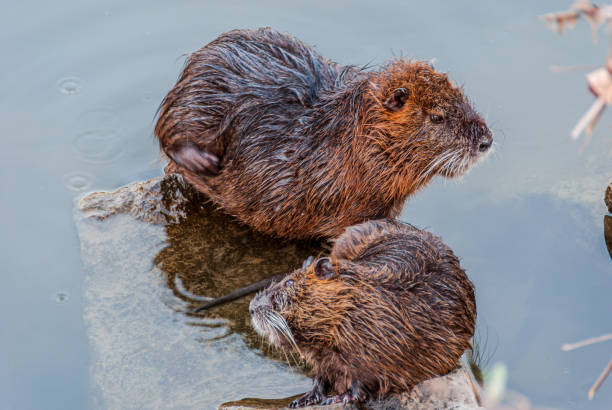 The cute water mammals, also known as copyu, have had a population explosion in Prague and can spread disease and even be aggressive to eager tourists wanting to feed them.