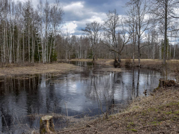 istock landscape with a small wild river, river banks covered with dry, old grass and fallen trees 2199935158