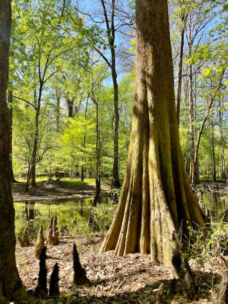 istock Majestic Cypress Tree in the Ancient Congaree National Forest Swamp 2199935873