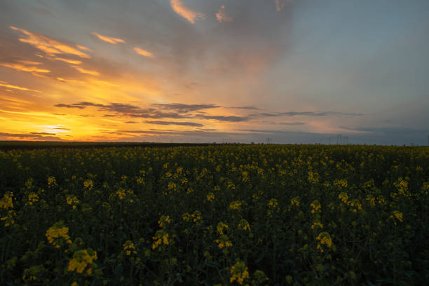 istock Yellow rapeseed field at the sunset. 2199936048