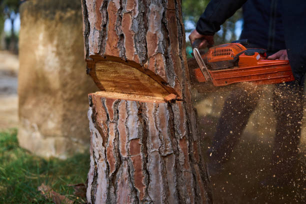 istock cutting down a tree for firewood wood saw 2199937308