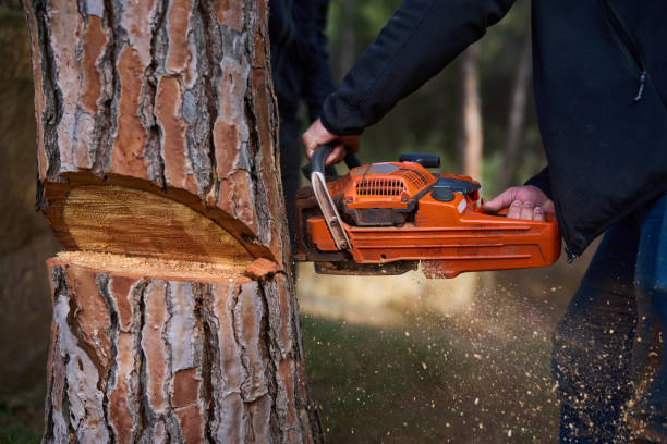 istock cutting down a tree for firewood wood saw 2199937319