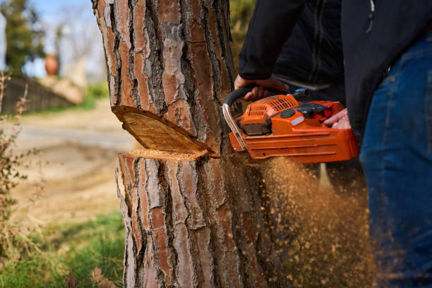 istock cutting down a tree for firewood wood saw 2199937330