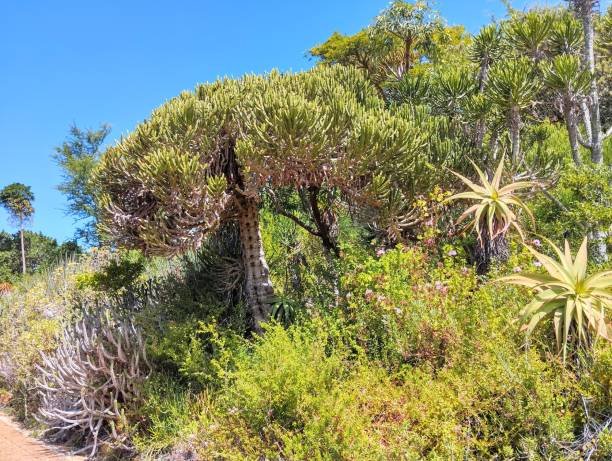 Lembobo Tree 20+ Lebombo Stock Photos, Pictures & Royalty-Free Images - iStock