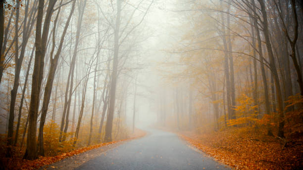 A winding road meanders through a foggy autumn forest. Golden and orange leaves adorn the trees, creating a mysterious and serene atmosphere under the soft, diffused light.