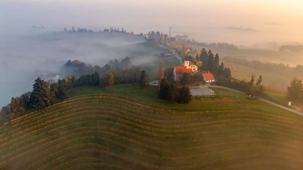 istock Serene Sunrise Over Foggy Vineyard Landscape 2199940588