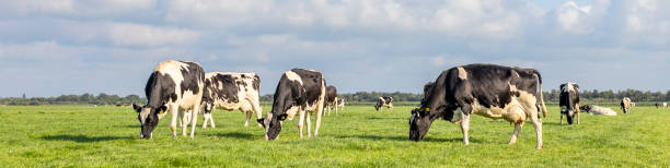 istock A herd of cows grazes field, sunny Dutch landscape, blue sky dotted with clouds, panoramic view 2199940615