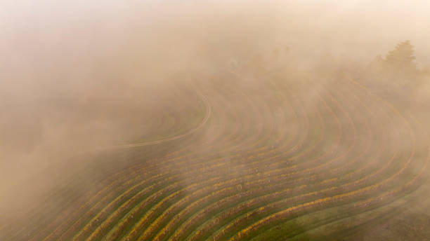 istock Serene Vineyards Shrouded in Morning Fog 2199940626