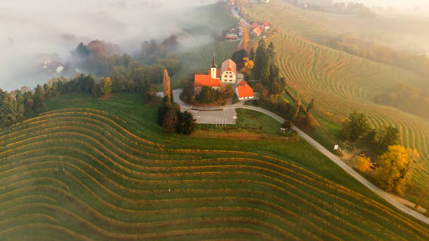 Mount of Somlo in Hungary in Summer and vineyard