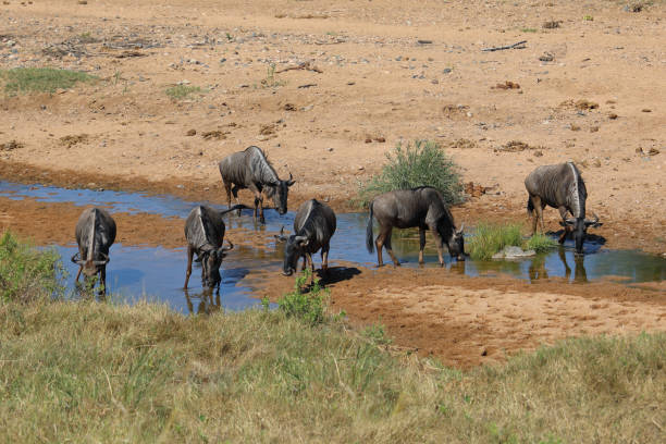istock Blue wildebeest in Tsendze River / Connochaetes taurinus 2199942253