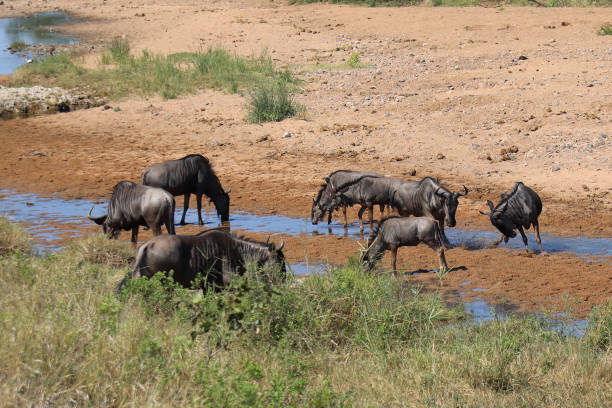 istock Streifengnu im Tsendze River/ Blue wildebeest in Tsendze River / Connochaetes taurinus 2199942254