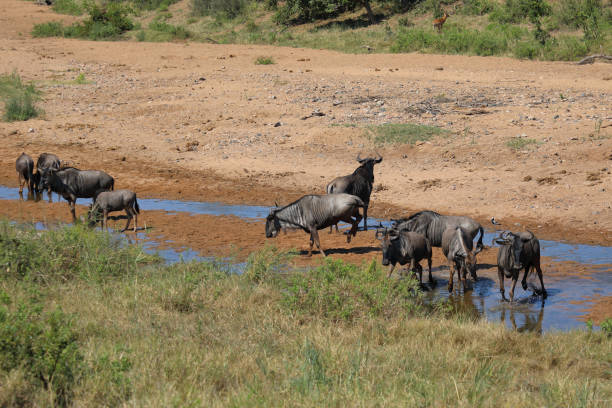 istock Blue wildebeest in Tsendze River / Connochaetes taurinus 2199942296