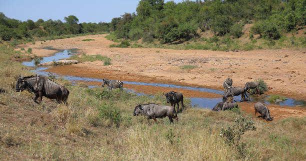 istock Streifengnu und Steppenzebra im Tsendze River/ Blue wildebeest and Burchell's zebra in Tsendze River / Connochaetes taurinus et Equus quagga burchellii 2199942526