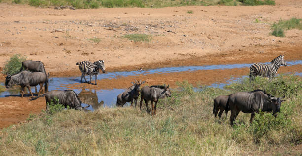 istock Streifengnu und Steppenzebra im Tsendze River/ Blue wildebeest and Burchell's zebra in Tsendze River / Connochaetes taurinus et Equus quagga burchellii 2199942528