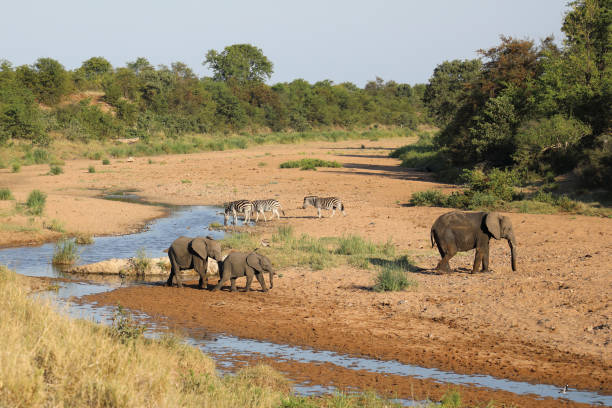 istock Afrikanischer Elefant und Steppenzebra im Tsendze River/ African elephant  and Burchell's zebra in Tsendze River / Loxodonta africana et Equus quagga burchellii 2199942889