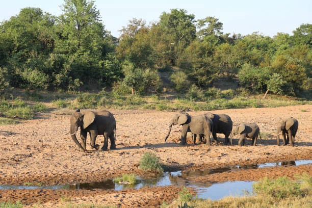 istock Afrikanischer Elefant / African elephant / Loxodonta africana 2199943878