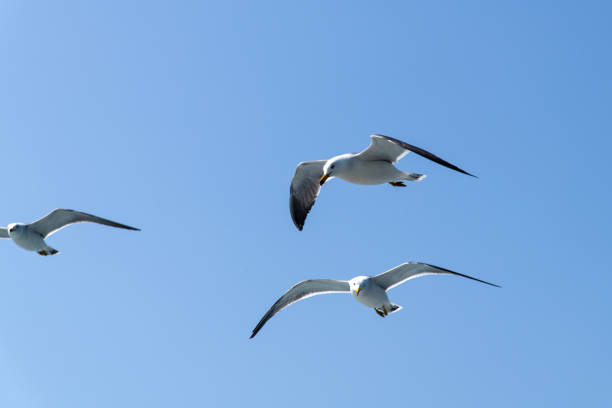 istock low-angle view of the flying seagull 2199944197