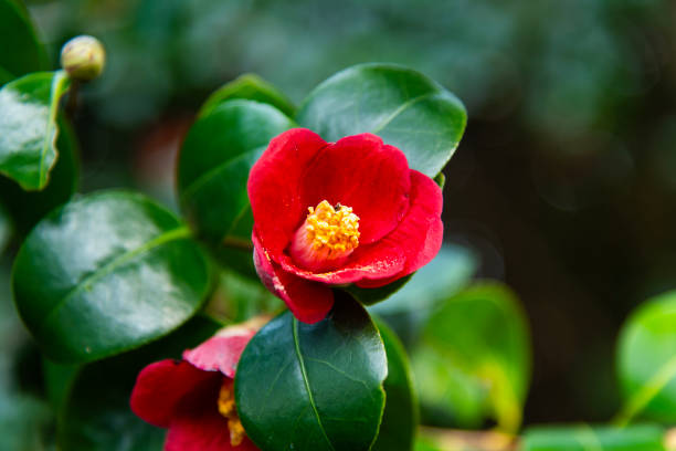 spring flower