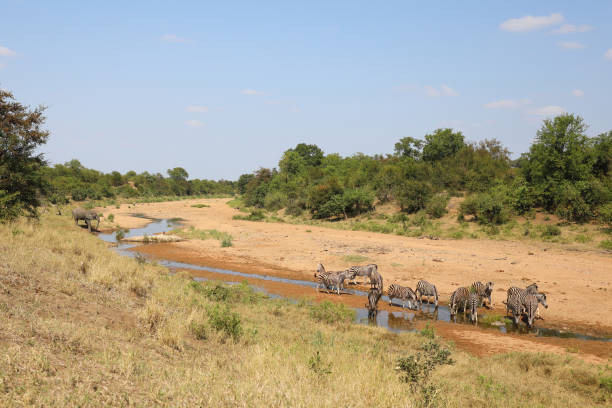 istock Afrikanischer Elefant und Steppenzebra im Tsendze River/ African elephant  and Burchell's zebra in Tsendze River / Loxodonta africana et Equus quagga burchellii 2199944471