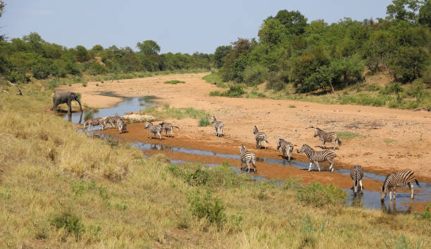 istock Afrikanischer Elefant und Steppenzebra im Tsendze River/ African elephant  and Burchell's zebra in Tsendze River / Loxodonta africana et Equus quagga burchellii 2199944646