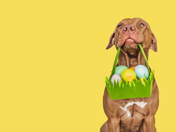 istock Cute puppy and a basket of Easter eggs 2199945528