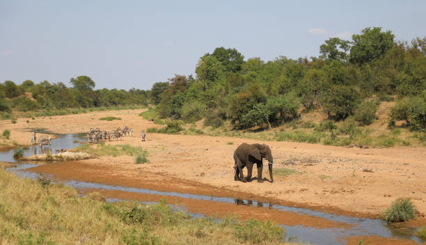istock Afrikanischer Elefant und Steppenzebra im Tsendze River/ African elephant  and Burchell's zebra in Tsendze River / Loxodonta africana et Equus quagga burchellii 2199945575