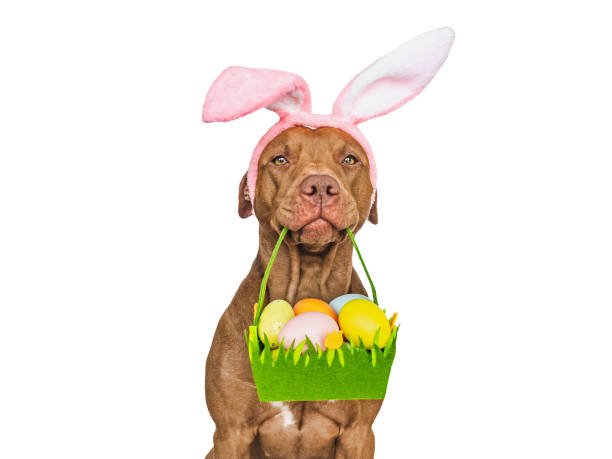 istock Lovable, pretty puppy and a basket of Easter eggs 2199945586