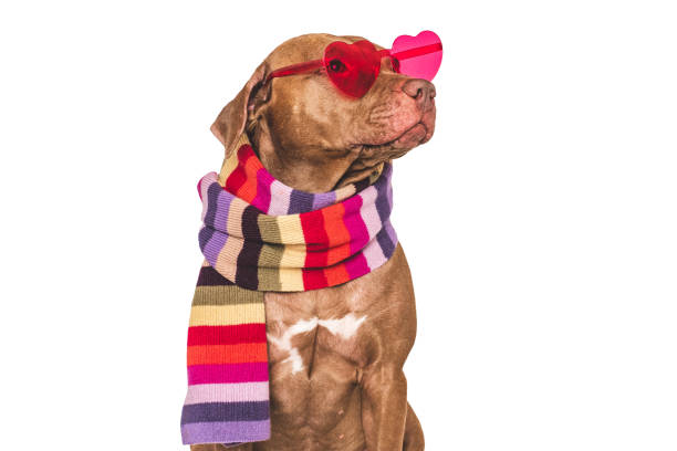 Cute dog, red glasses and knitted winter scarf. Closeup, indoor. Studio shot. Pet beauty and fashion concept. Pets care