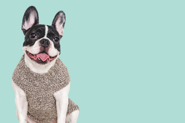 istock Cute puppy and stylish T-shirt. Studio shot 2199945687