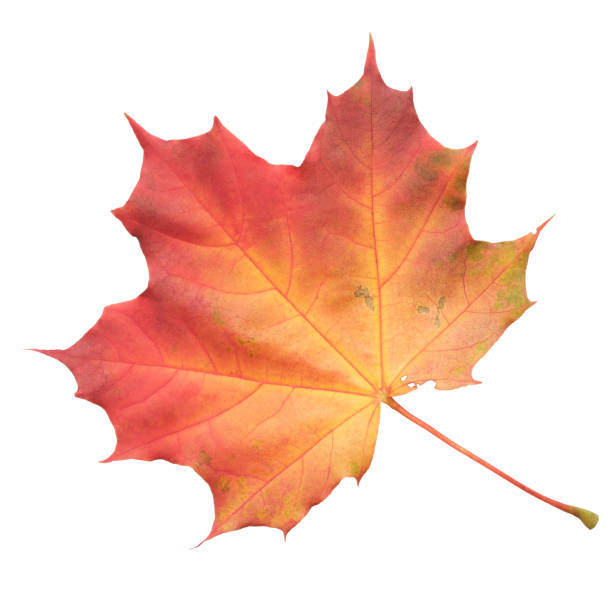 istock A leaf of a maple tree is shown in full color. The leaf is red and has a slightly brownish tint. The leaf is positioned on a white background, which makes the leaf stand out and appear more vibrant 2199945775