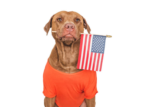 istock Charming brown dog holding American Flag. Studio shot 2199946017