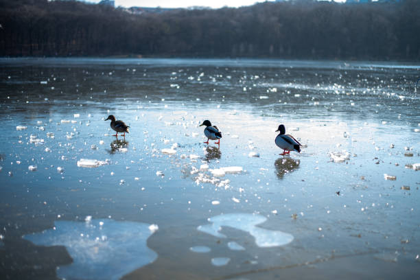 Wild ducks on frozen pond in winter sunlight. High quality photo