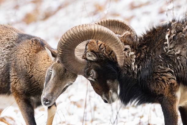 istock Mouflon head-butting in snowy landscape 2199948511